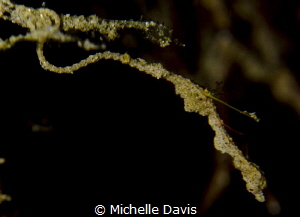 The tiny and extremely well camouflaged Lembeh Pygmy Sea ... by Michelle Davis 